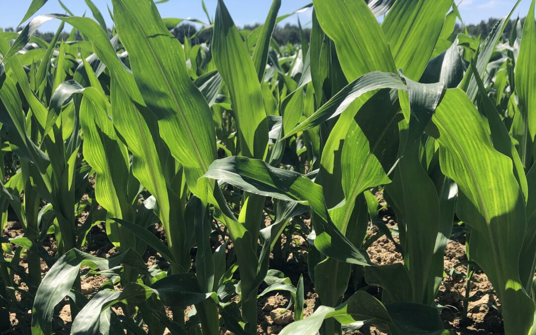 Ovalie Innovation lance maïséo : l’application mobile destinée aux agriculteurs irrigant du maïs